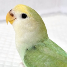 コザクラインコ  ブルーチェリーパイド  🍏️️️🩵