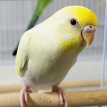 セキセイインコ  クリーム系  💜🍨🍋 .*゜