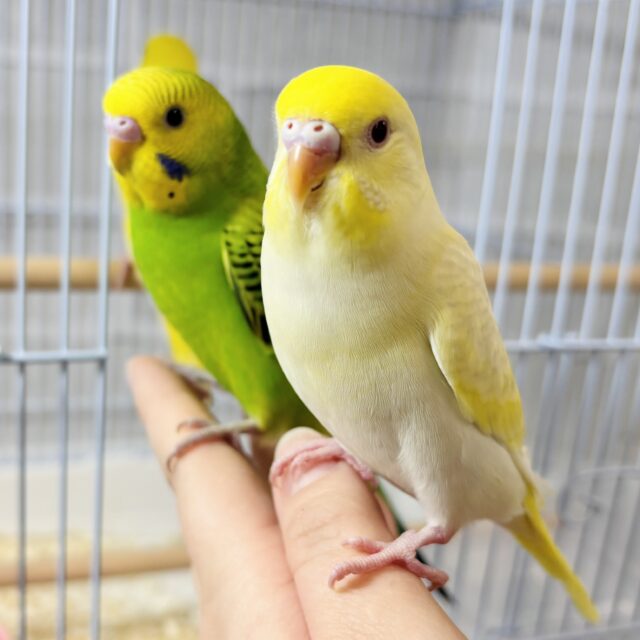 セキセイインコ