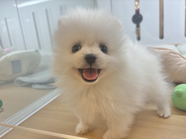 僕の可愛さにやられても知らないよっ♡ポメラニアンくん! ポメラニアン