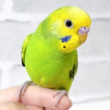 セキセイインコ  グリーンオパーリン  🌱‬💚🍏