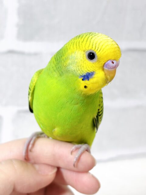 セキセイインコ グリーンオパーリン 🌱‬💚🍏