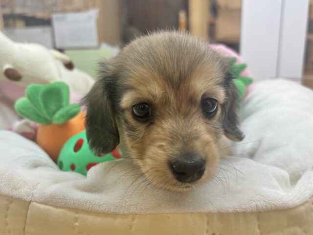 ミニチュアダックス