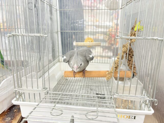 オカメインコ