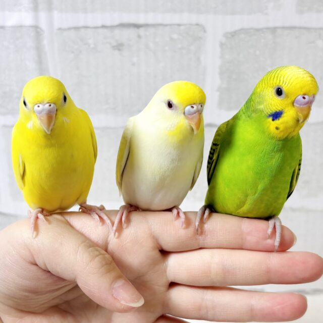 セキセイインコ