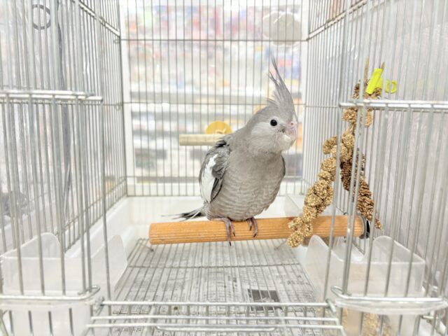 オカメインコ
