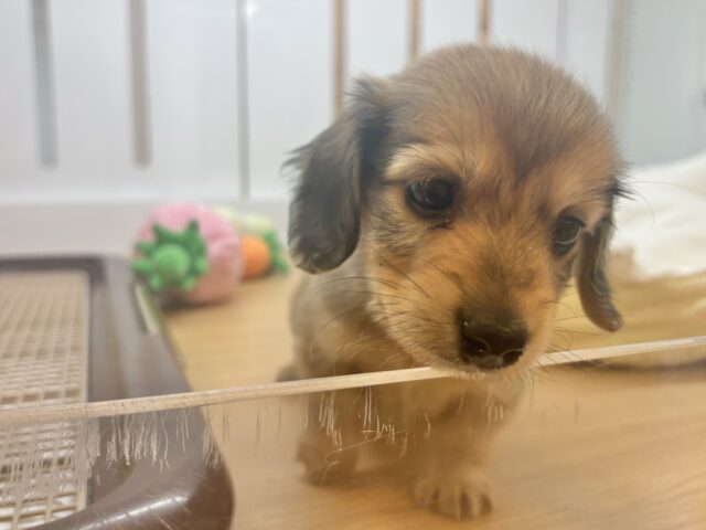 ミニチュアダックス