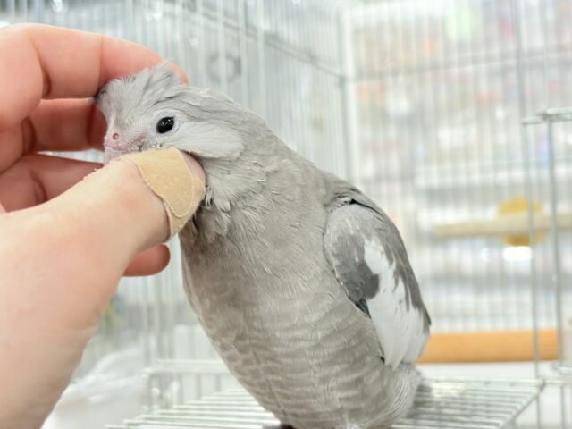 【最新画像・動画更新🪄ひとり餌になりました☆】今は可愛い恐竜さん🐣おとなになったらかっこいい恐竜さん🐥オカメインコ(ホワイトフェイス) ヒナ オカメインコ