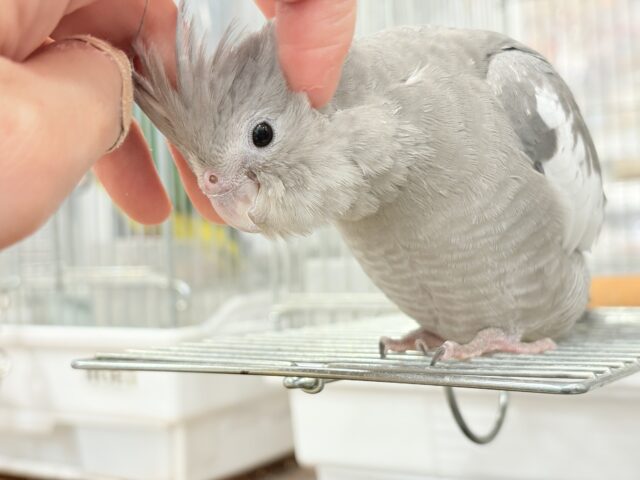【最新画像・動画更新🪄ひとり餌になりました☆】今は可愛い恐竜さん🐣おとなになったらかっこいい恐竜さん🐥オカメインコ(ホワイトフェイス) ヒナ オカメインコ
