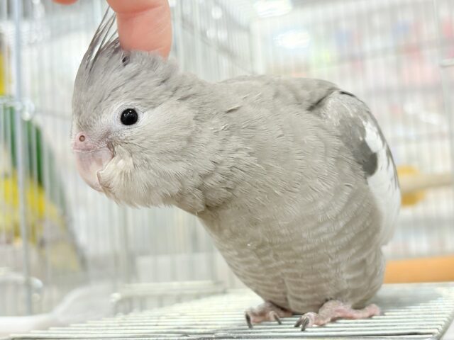 【最新画像・動画更新🪄ひとり餌になりました☆】今は可愛い恐竜さん🐣おとなになったらかっこいい恐竜さん🐥オカメインコ(ホワイトフェイス) ヒナ オカメインコ