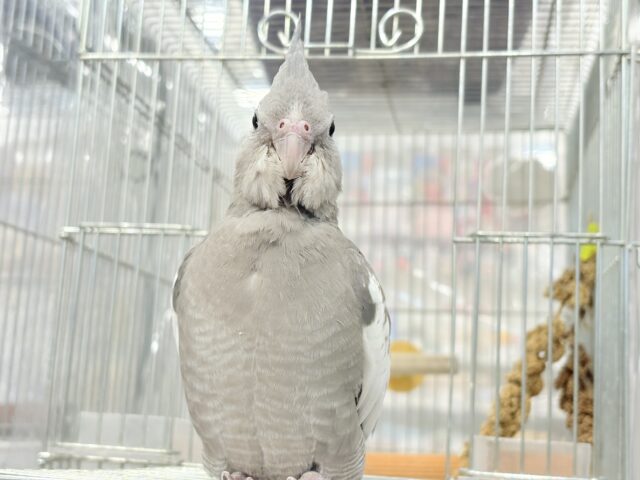 オカメインコ