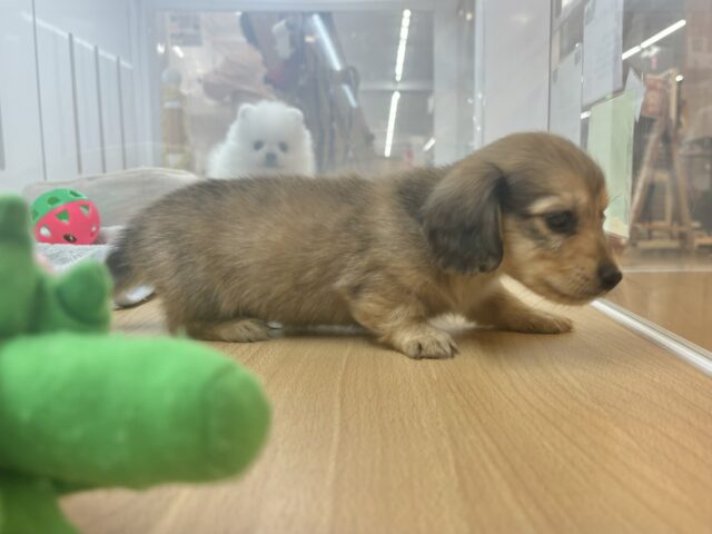 ミニチュアダックス