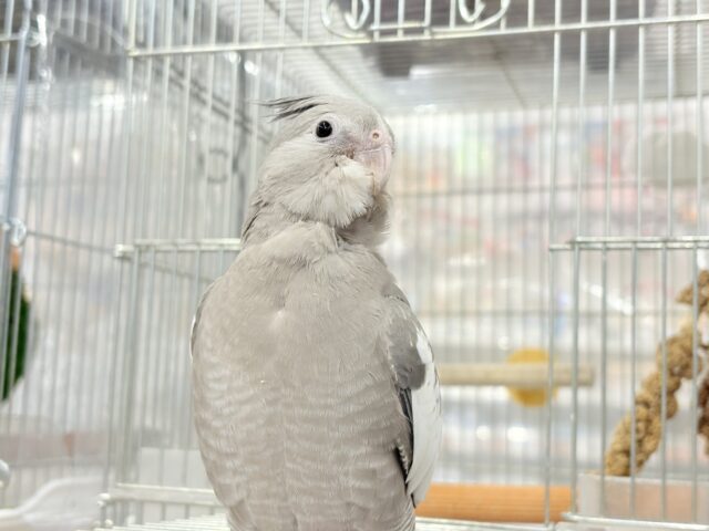 オカメインコ