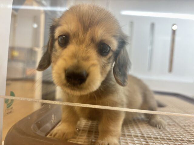 ミニチュアダックス