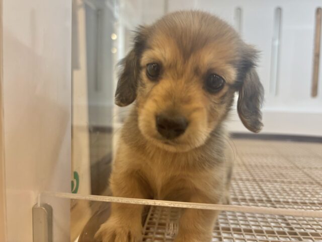 ミニチュアダックス