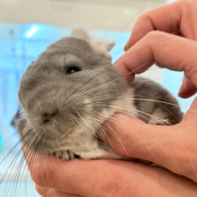 【最新画像・動画更新🪄】抱っこなでなでOK🙆‍♀️可愛さと美しさW盛り🐭💖チンチラ(バイオレット) 女の子