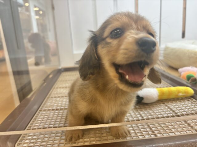 短いあんよで迎え行くね♡ミニチュアダックスくん! ミニチュアダックス