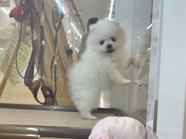 僕の可愛さにやられても知らないよっ♡ポメラニアンくん! ポメラニアン