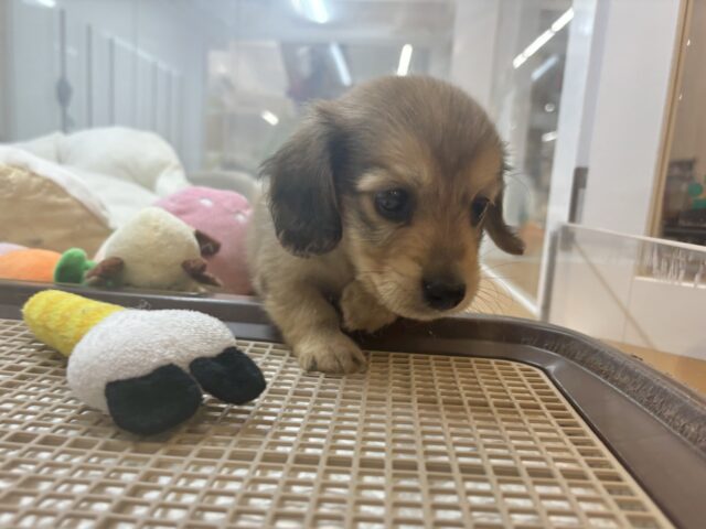 ミニチュアダックス