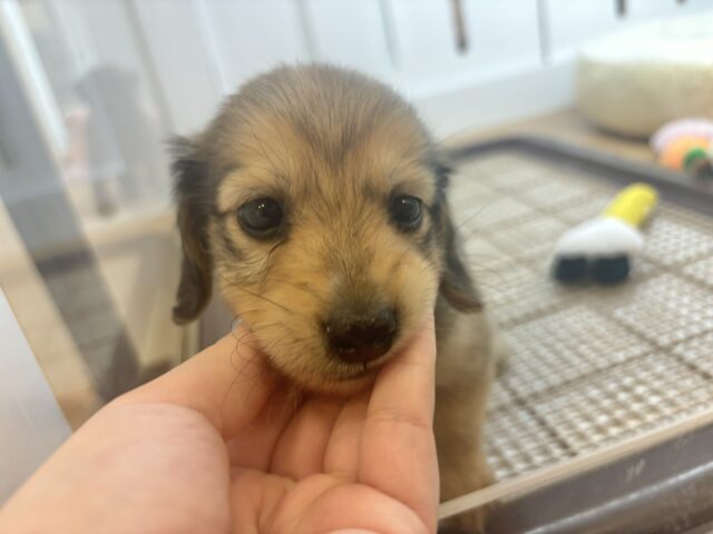 ミニチュアダックス