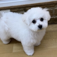 ふわふわBOY💗おもちゃ大好きまん🐾ビションフリーゼの男のコきました〜🌟