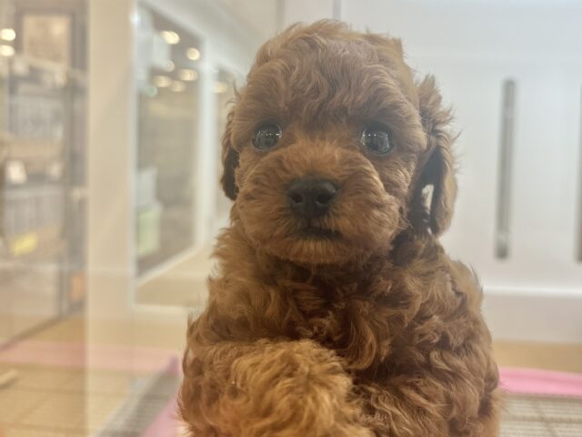 トイプードル