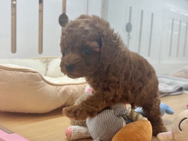 トイプードル