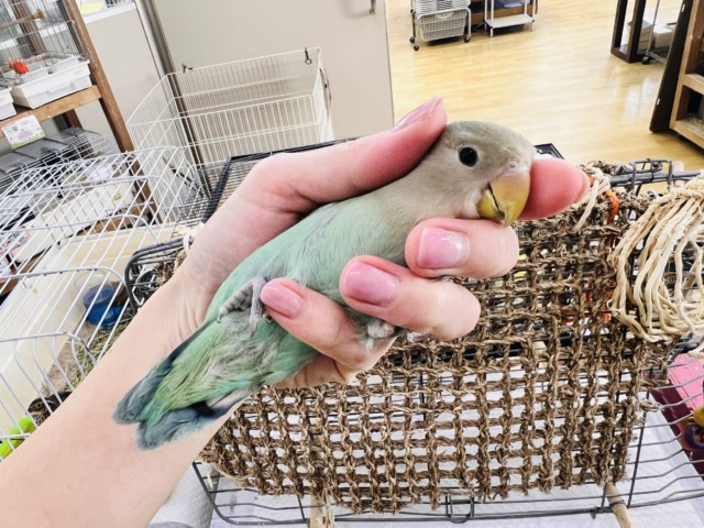 コザクラインコ（小桜インコ）
