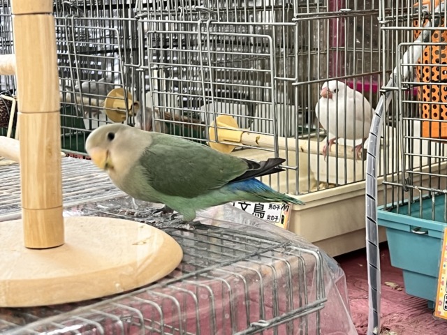 コザクラインコ（小桜インコ）