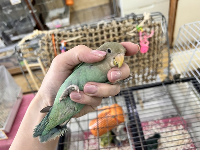 コザクラインコ（小桜インコ）