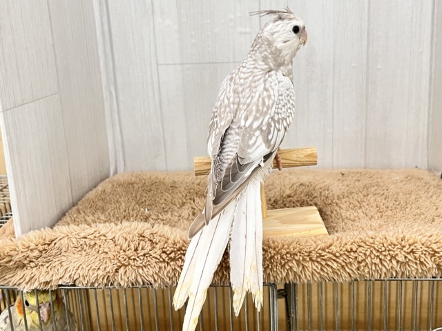 オカメインコ
