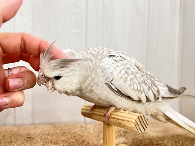 オカメインコ
