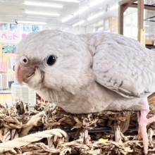 画像更新✨人大好き💗繊細なパール模様のオカメインコ（ホワイトフェイスシナモンパール）