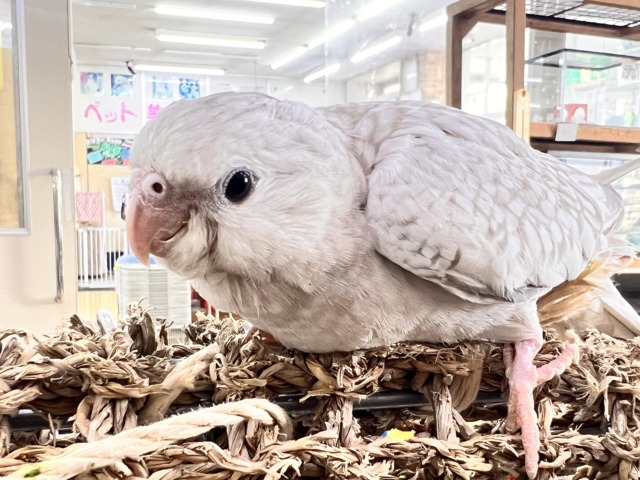 画像更新✨人大好き💗繊細なパール模様のオカメインコ(ホワイトフェイスシナモンパール) 画像更新✨人大好き💗繊細なパール模様のオカメインコ(ホワイトフェイスシナモンパール)