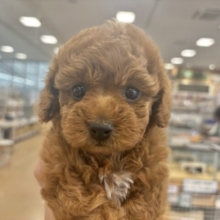 わんこ界のマドンナ！？トイプードルちゃん！