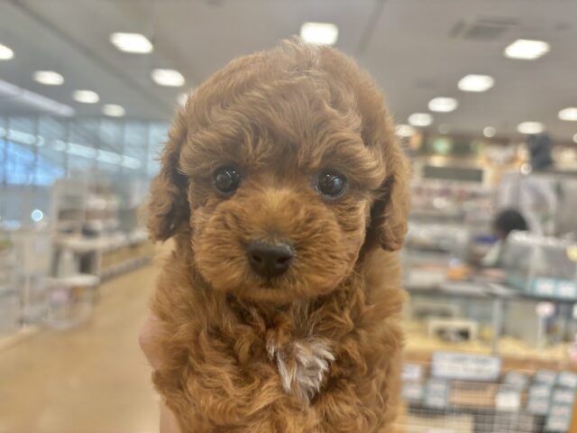 わんこ界のマドンナ！？トイプードルちゃん！