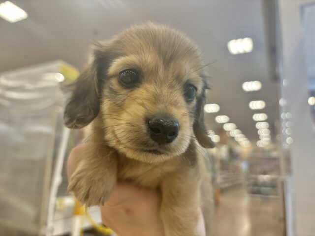 ミニチュアダックス