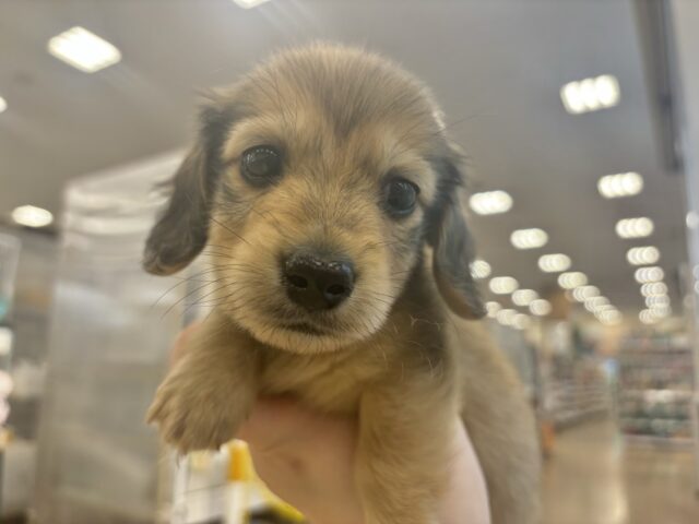 ミニチュアダックス