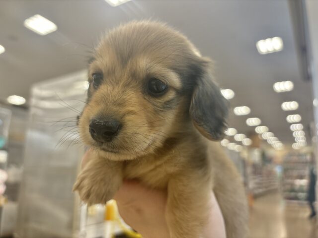 短いあんよで迎え行くね♡ミニチュアダックスくん! ミニチュアダックス