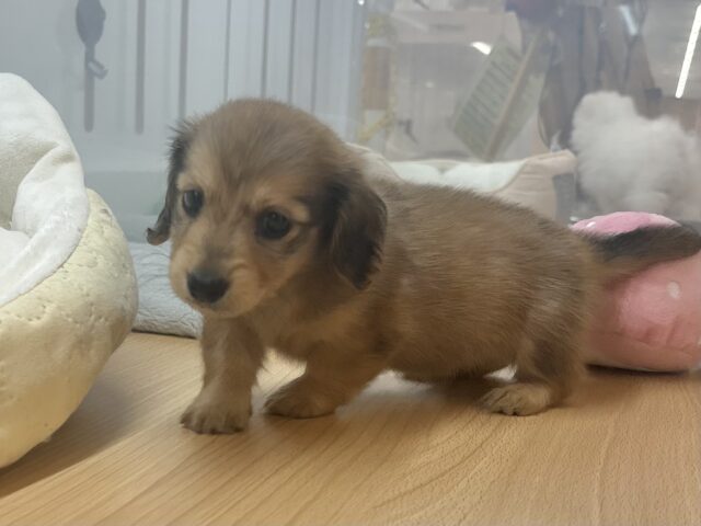 ミニチュアダックス