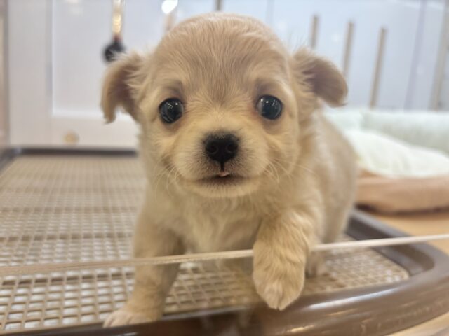 ぼく…困ってないよ??チワワくん! チワワ