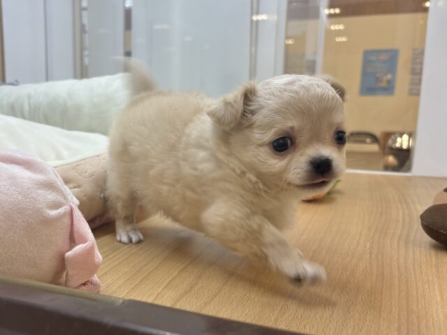 ぼく…困ってないよ??チワワくん! チワワ