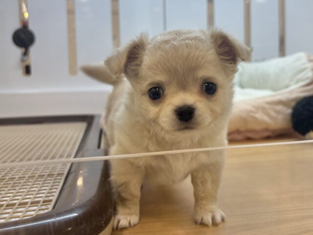 ぼく…困ってないよ？？チワワくん！