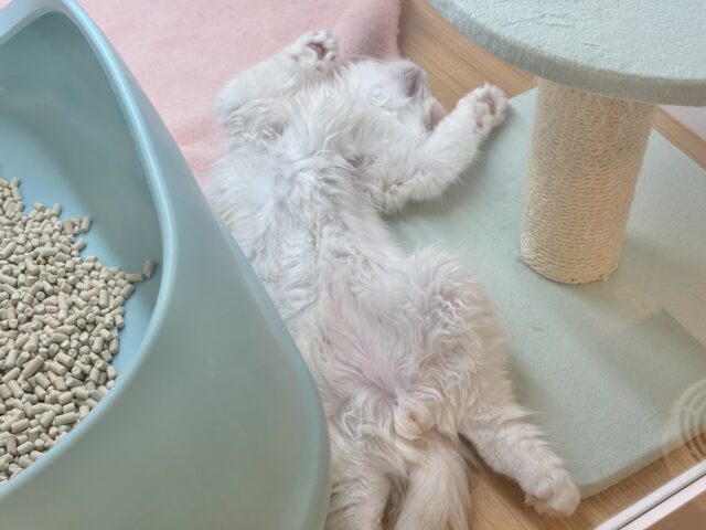 美形男子のお出ましぃ〜♡サイベリアンくん! サイベリアン