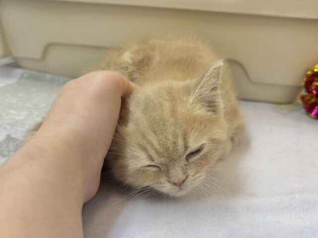 アメリカンショートヘア