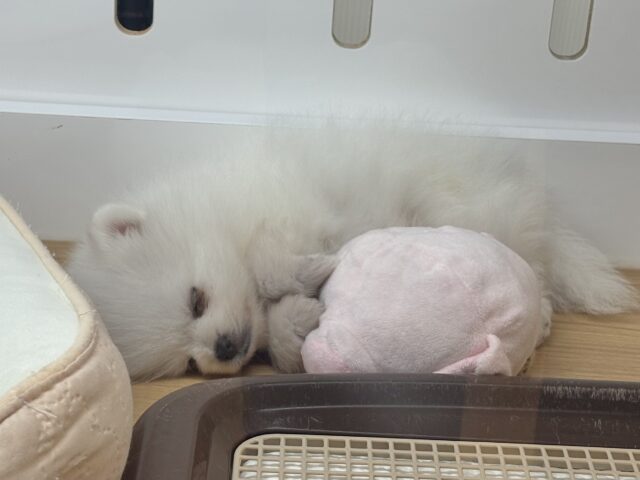 僕の可愛さにやられても知らないよっ♡ポメラニアンくん! ポメラニアン