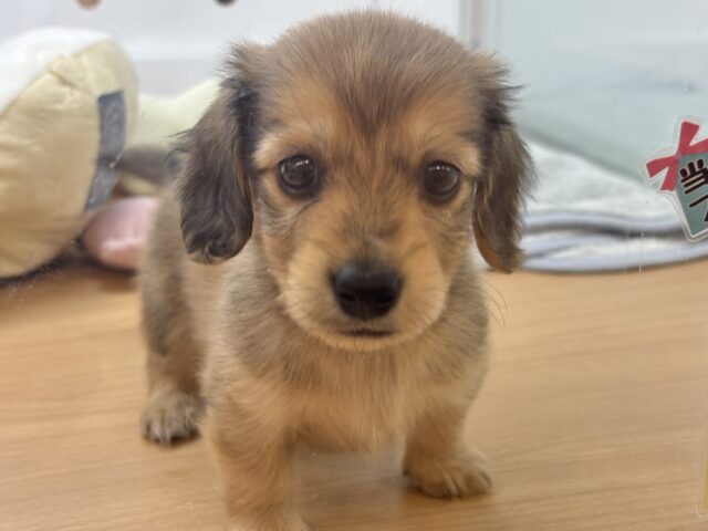 ミニチュアダックス