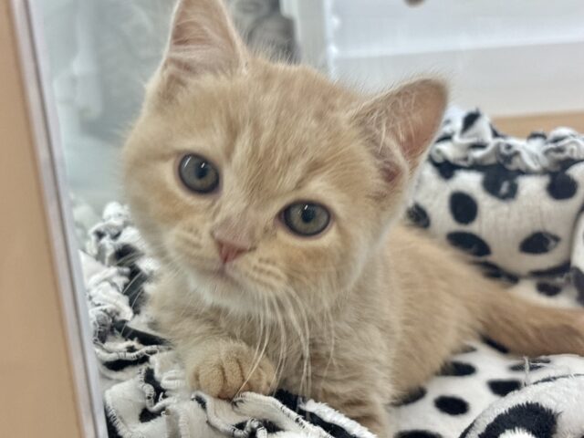 アメリカンショートヘア