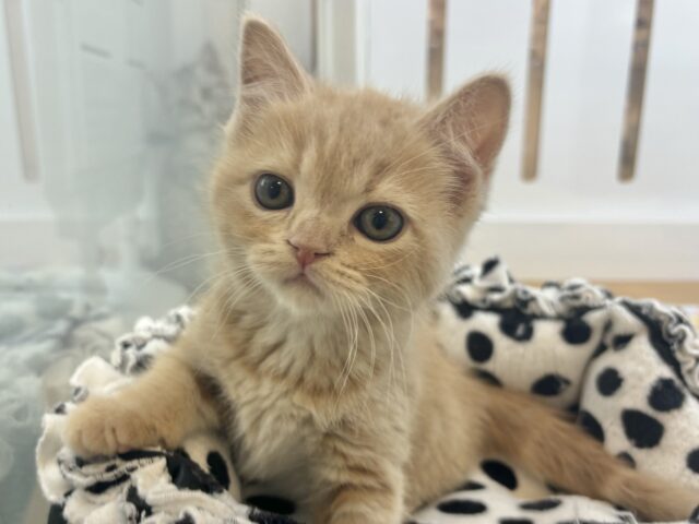 アメリカンショートヘア