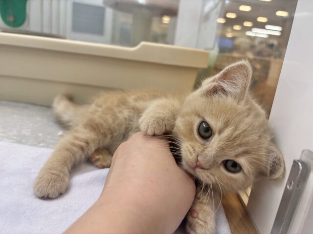 アメリカンショートヘア